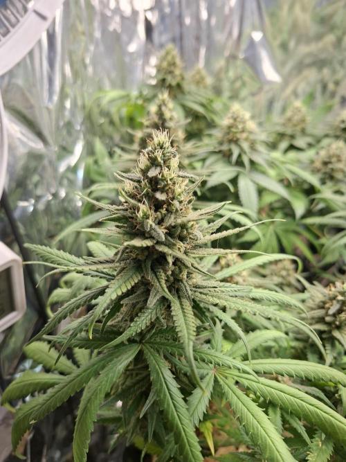 Green House Seeds - First Time. Week 12 - 18 Nov