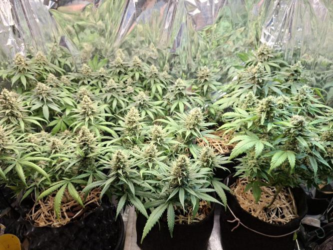 Green House Seeds - First Time. Week 12 - 18 Nov