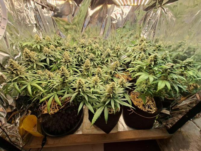 Green House Seeds - First Time. Week 12 - 18 Nov