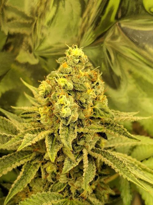 Green House Seeds - First Time. Week 12 - 22 nov