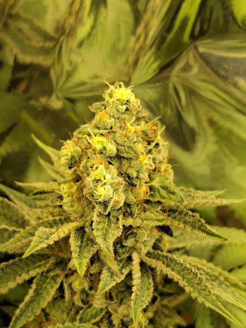 Green House Seeds - First Time. Week 12 - 22 nov