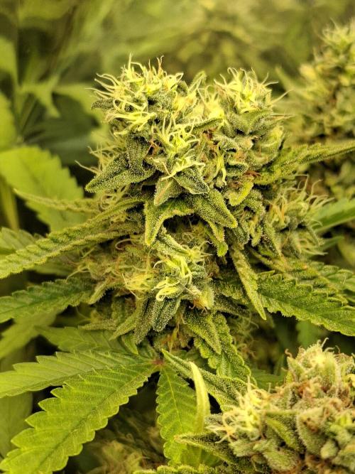 Green House Seeds - First Time. Week 12 - 22 nov