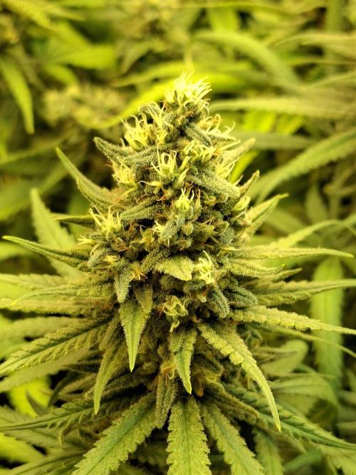 Green House Seeds - First Time. Week 12 - 22 nov