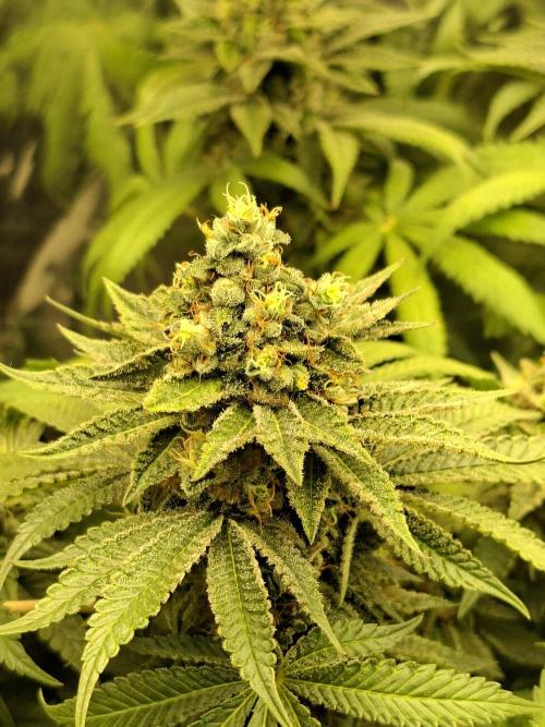 Green House Seeds - First Time. Week 12 - 22 nov