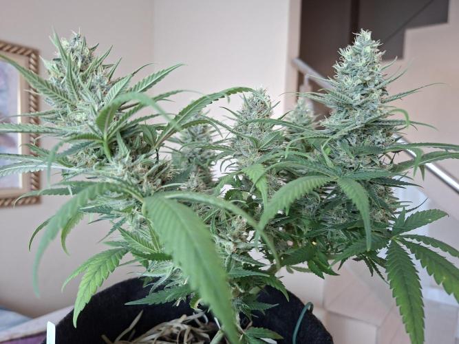 Green House Seeds - First Time. Week 12 - 22 nov