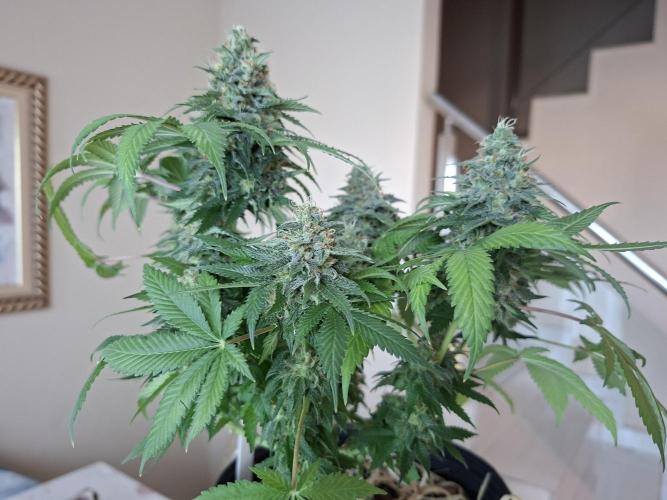 Green House Seeds - First Time. Week 12 - 22 nov