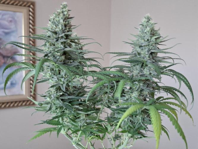 Green House Seeds - First Time. Week 12 - 22 nov