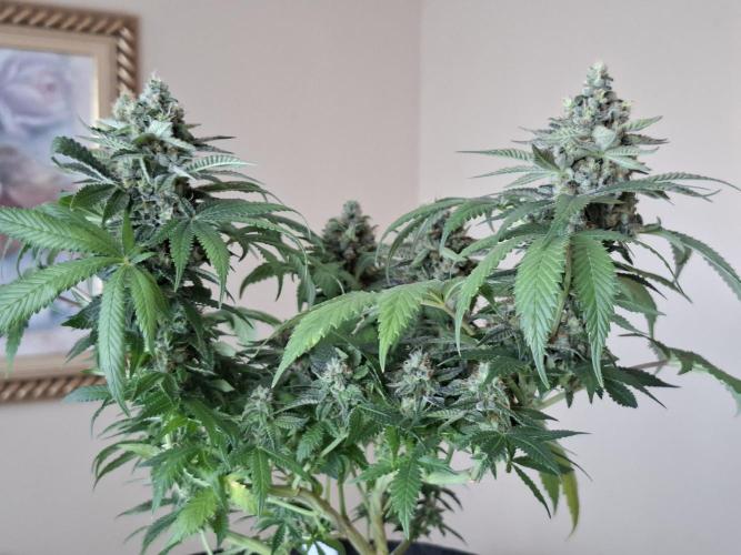 Green House Seeds - First Time. Week 12 - 22 nov