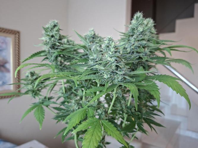 Green House Seeds - First Time. Week 12 - 22 nov