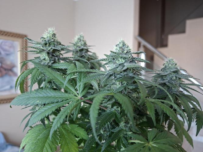 Green House Seeds - First Time. Week 12 - 22 nov