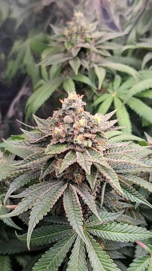 Green House Seeds - First Time