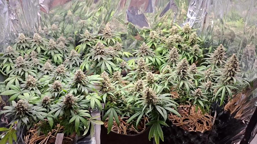 Green House Seeds - First Time