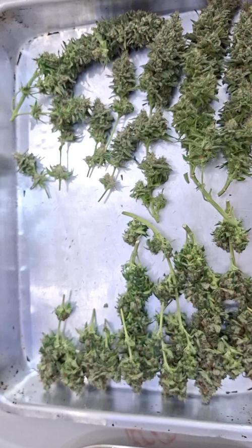 Green House Seeds - First Time