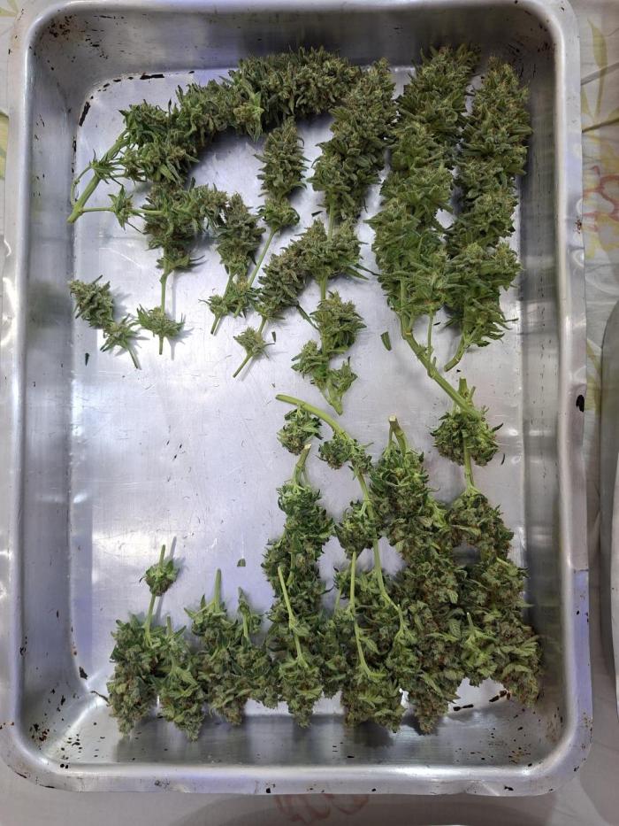 Green House Seeds - First Time. Week 14