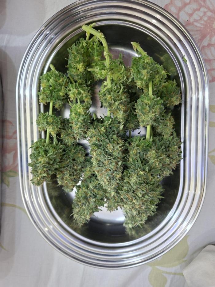 Green House Seeds - First Time. Week 14