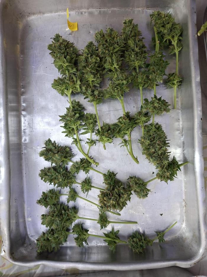 Green House Seeds - First Time. Week 14