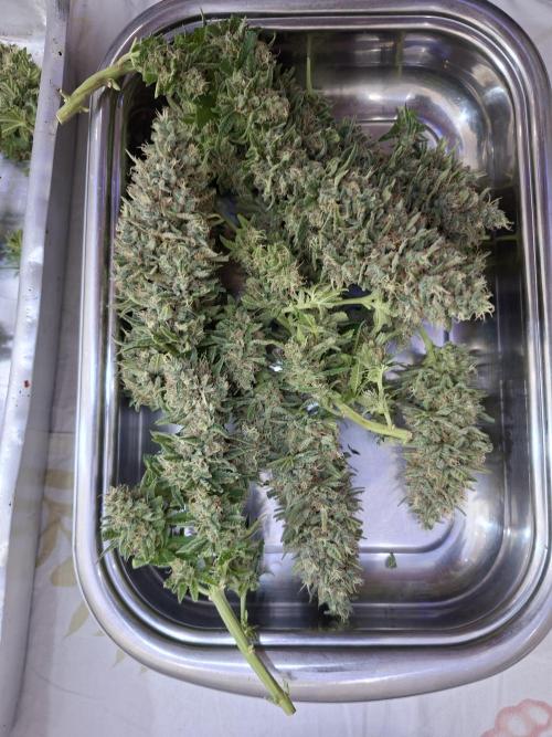 Green House Seeds - First Time. Week 14