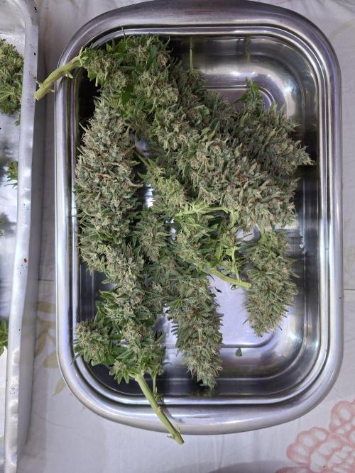 Green House Seeds - First Time. Week 14