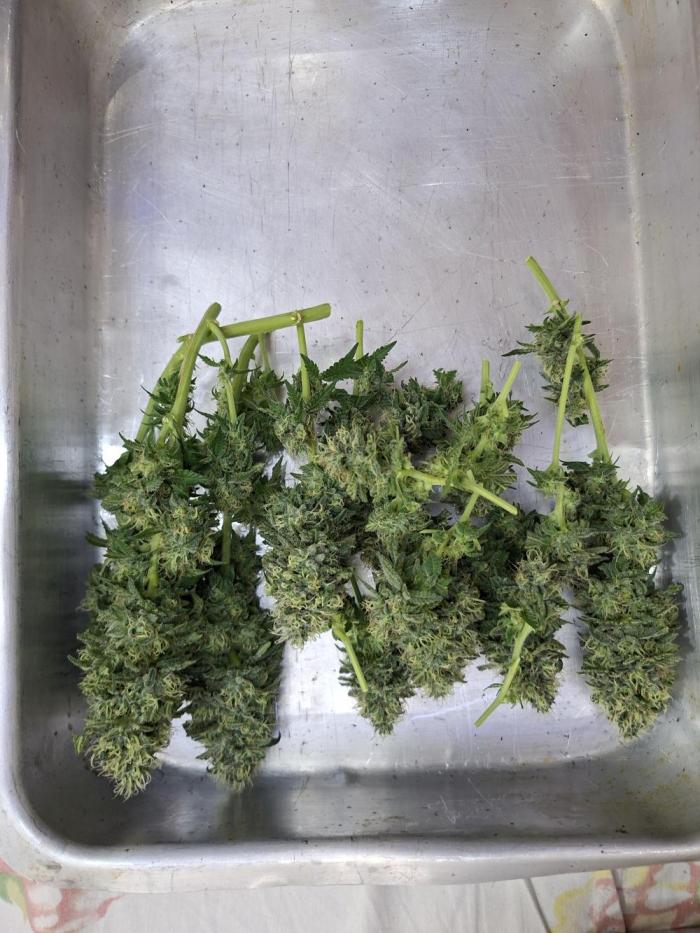 Green House Seeds - First Time. Week 14