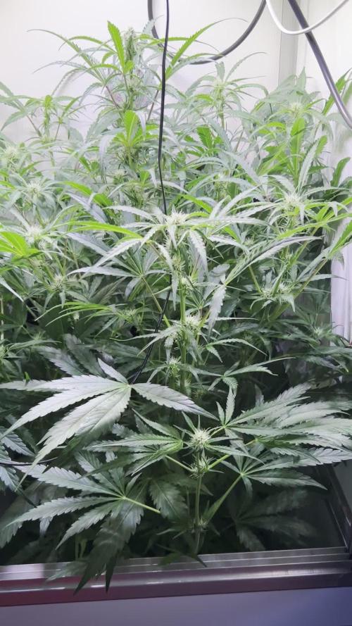 Rucucucu OG Auto