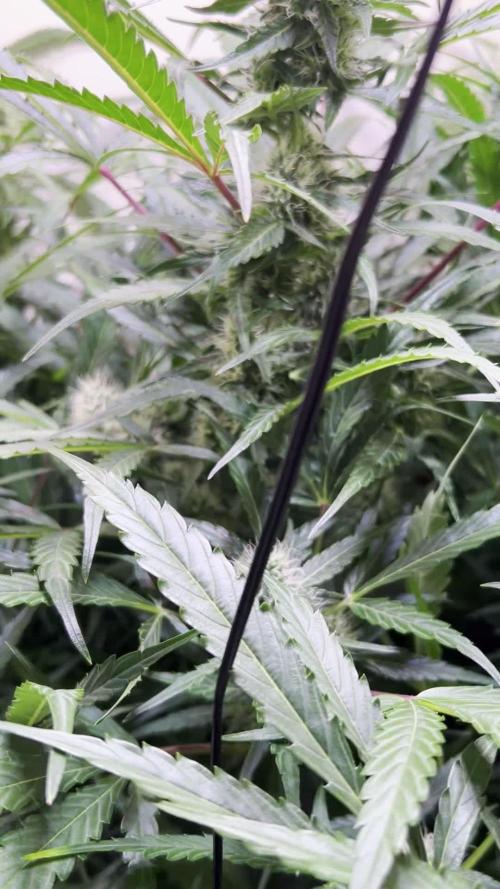 Rucucucu OG Auto