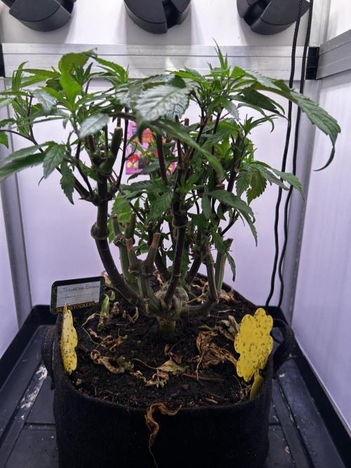 Thunder Banana Reveg.. Week 9