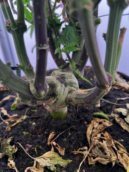 Thunder Banana Reveg.. Week 9