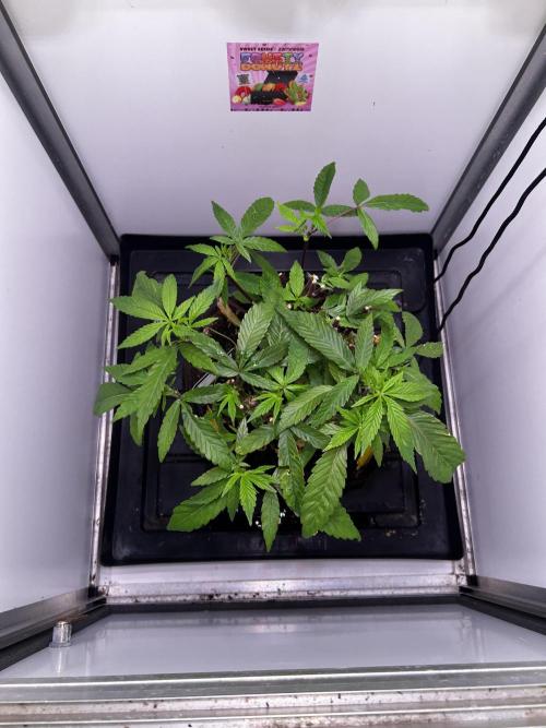 Thunder Banana Reveg.. Week 9