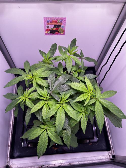 Thunder Banana Reveg.. Week 9