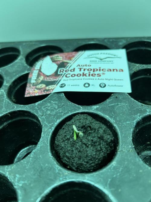 Red Tropicana Cookies. Week 0