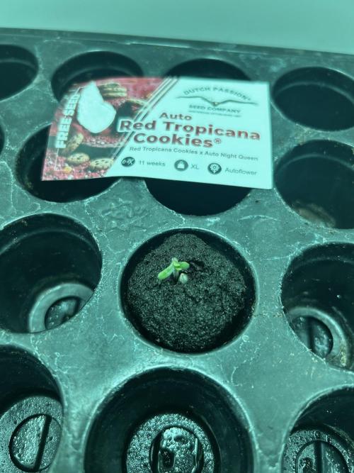 Red Tropicana Cookies. Week 0