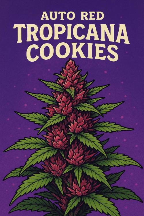 Red Tropicana Cookies. Week 0