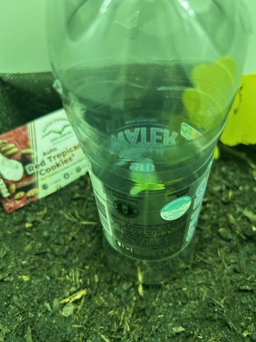 Red Tropicana Cookies. Week 0