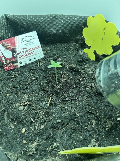 Red Tropicana Cookies. Week 0