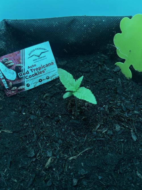 Red Tropicana Cookies. Week 1