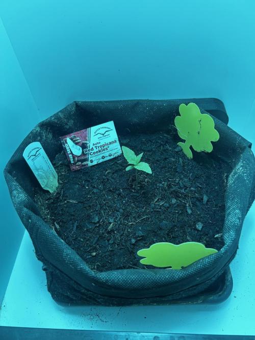 Red Tropicana Cookies. Week 1