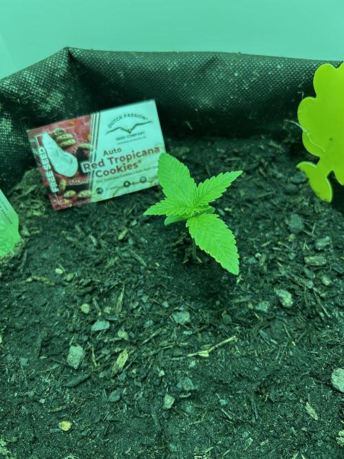 Red Tropicana Cookies. Week 1