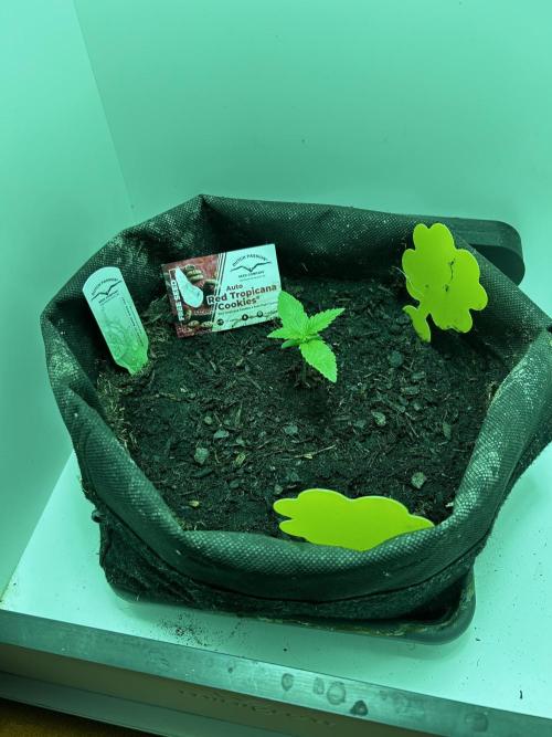 Red Tropicana Cookies. Week 1