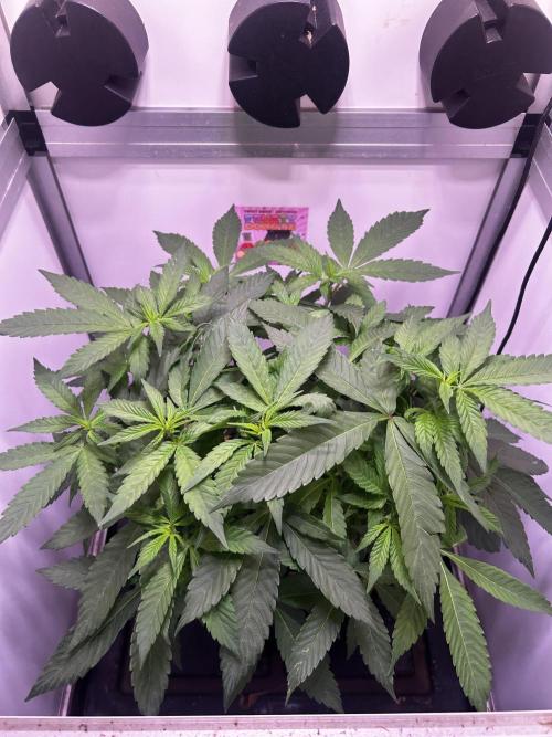 Thunder Banana Reveg.. Week 10