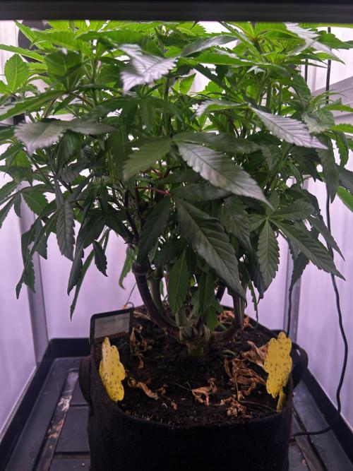 Thunder Banana Reveg.. Week 10