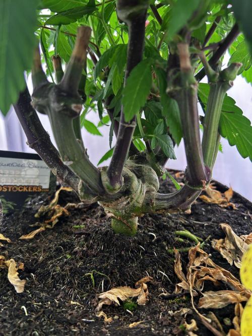 Thunder Banana Reveg.. Week 10