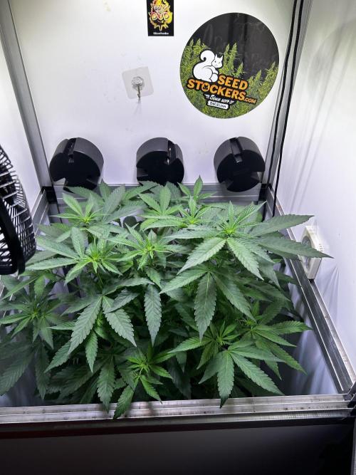 Thunder Banana Reveg.. Week 10