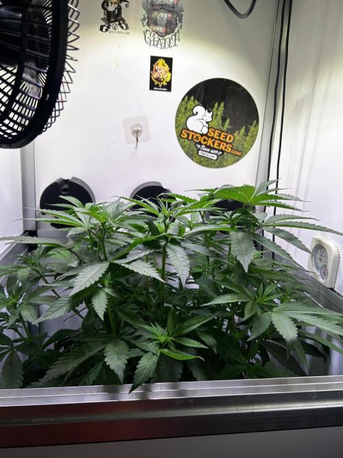 Thunder Banana Reveg.. Week 10