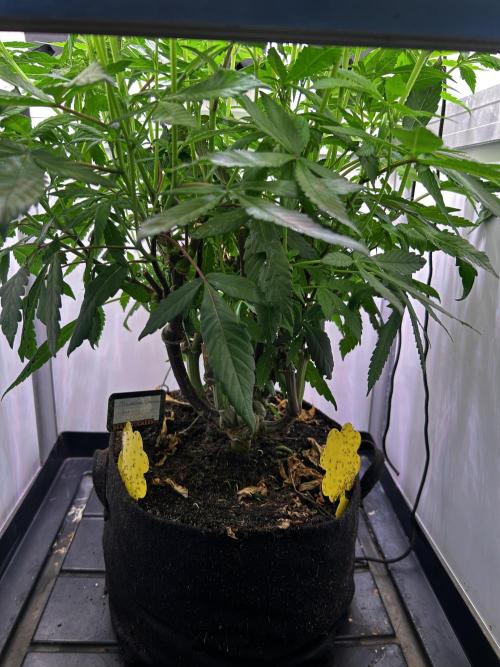 Thunder Banana Reveg.. Week 10