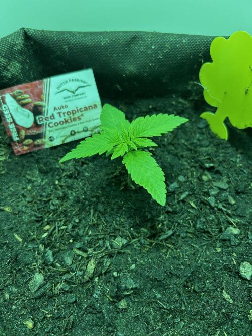 Red Tropicana Cookies. Week 1