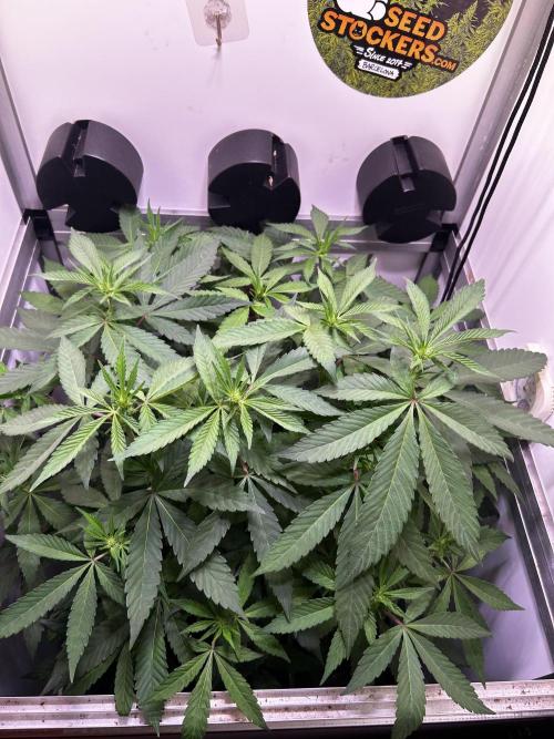 Thunder Banana Reveg.. Week 11