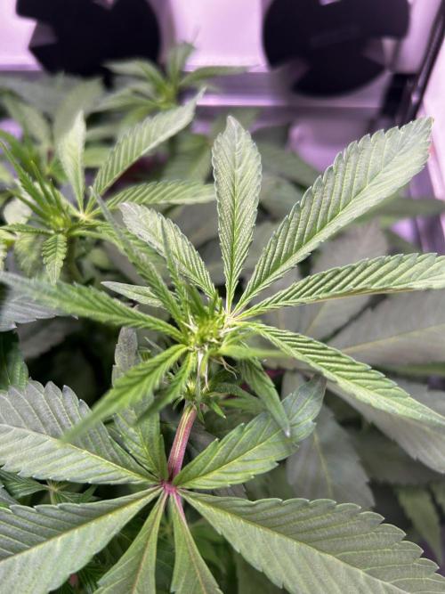 Thunder Banana Reveg.. Week 11