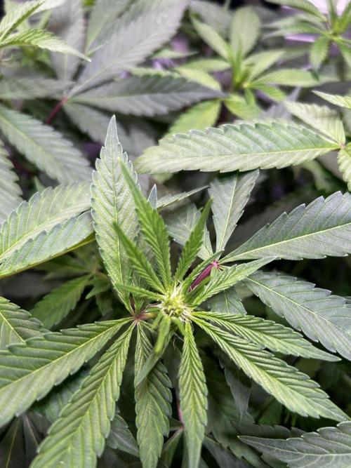 Thunder Banana Reveg.. Week 11