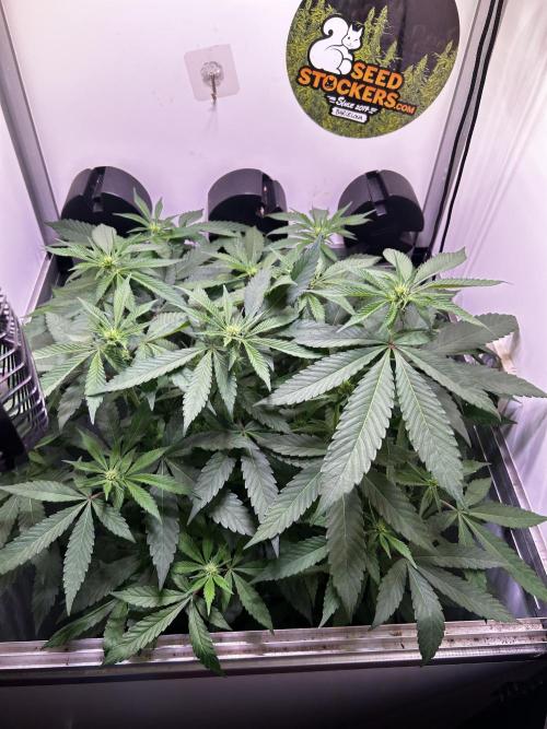 Thunder Banana Reveg.. Week 11