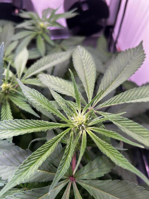 Thunder Banana Reveg.. Week 11